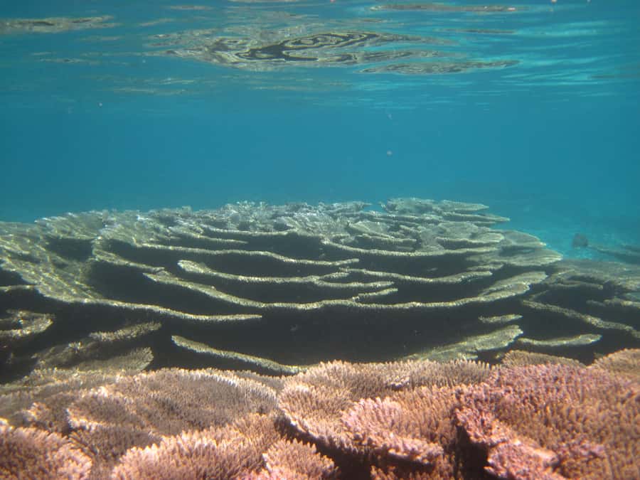 Snorkeling Excursion in Blue Bay Marine Park - Practical tips for a smoother morning or afternoon