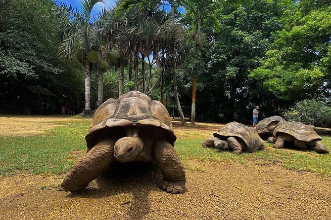 Southern Tales: Full-day incl Crocodile Park & 23 Colored Earth - One day, nearly the whole southern story