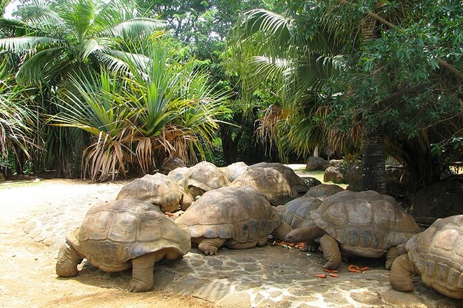 Southern Tales: Full-day incl Crocodile Park & 23 Colored Earth - Alexandra Falls and the Black River Gorges