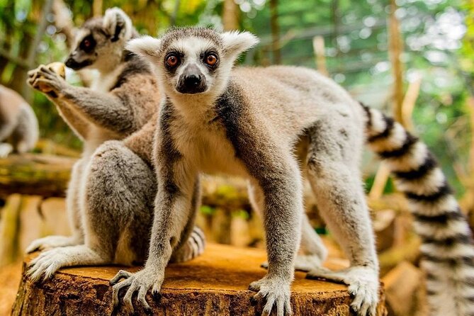 Southern Tales: Full-day incl Crocodile Park & 23 Colored Earth - La Vanille Nature Park and its giant tortoises