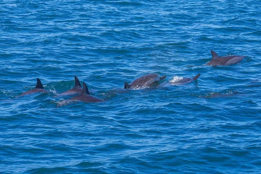Speedboat to Ile aux Benitier: Dolphin Encounter & Lunch - The dolphin run from Tamarin Bay