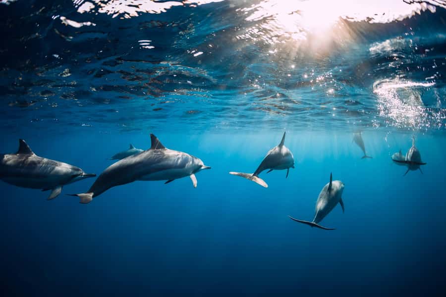Speedboat to Ile aux Benitier: Dolphin Encounter & Lunch - A slow afternoon on the island