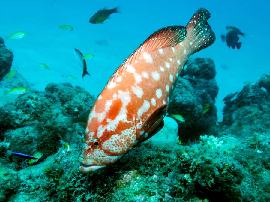 Tamarin Bay: Beginners Scuba Diving Experience - Who should choose this experience
