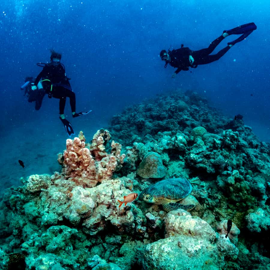 Tamarin Bay: Beginners Scuba Diving Experience - Smart ways to prepare for the morning