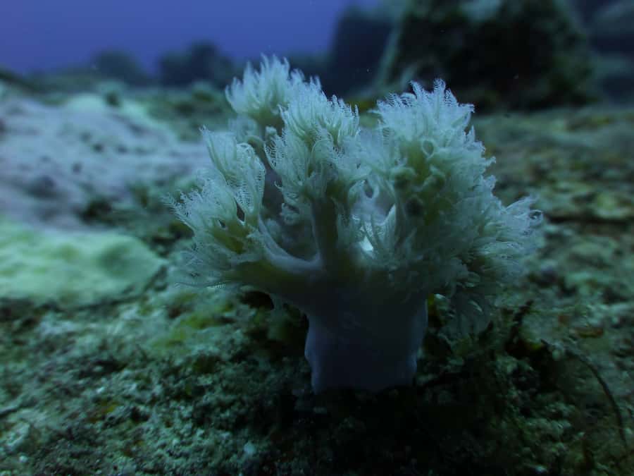 Tamarin Bay: Beginners Scuba Diving Experience - At the center: paperwork, equipment, and the first briefing