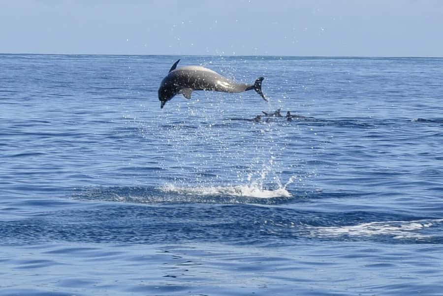 Tamarin: Dolphin Snorkel, CrystalRock, ile o Benitiers Lunch - Why this Tamarin boat trip is worth considering