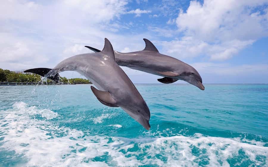 Tamarin: Dolphin Snorkel, CrystalRock, ile o Benitiers Lunch - Crystal Rock and the mountain views
