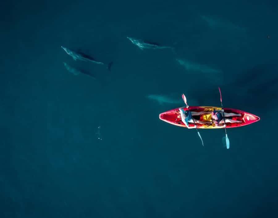 Tamarin: Guided Kayak Tour with Dolphins - Key points to know before you book