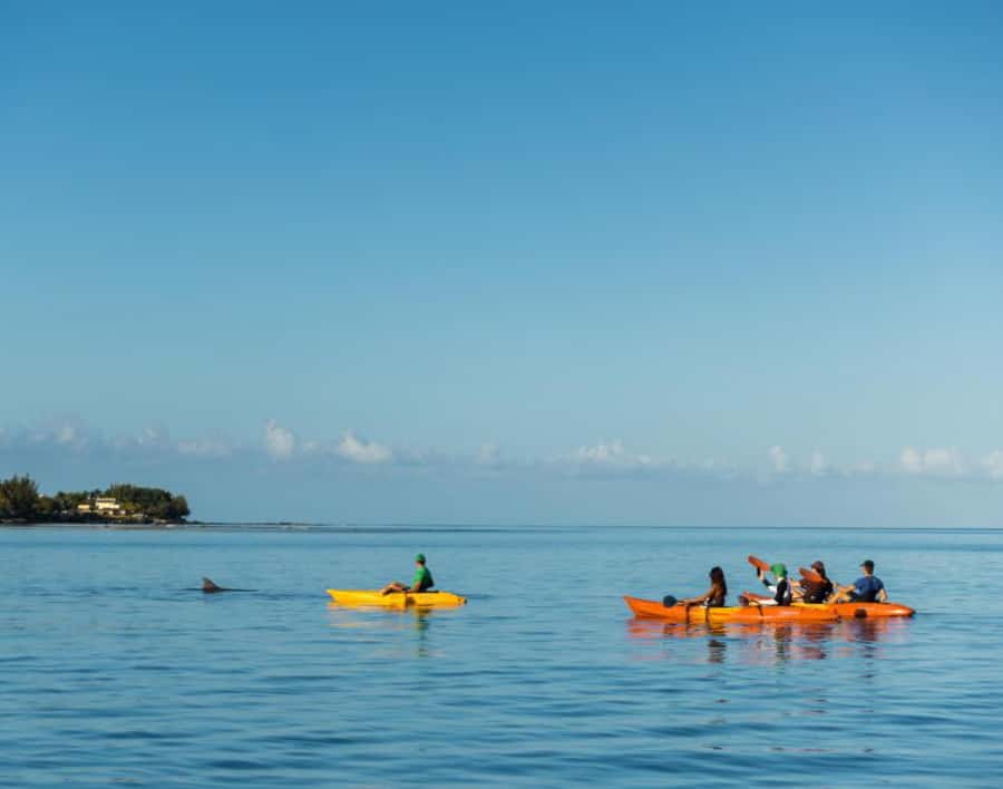 Tamarin: Guided Kayak Tour with Dolphins - Waiting for dolphins in Tamarin Bay
