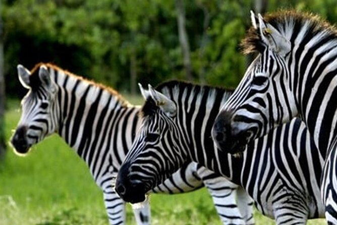 >>TAXI ONLY<< to la vallée des couleurs OR CASELA. - The park’s animal and family attractions