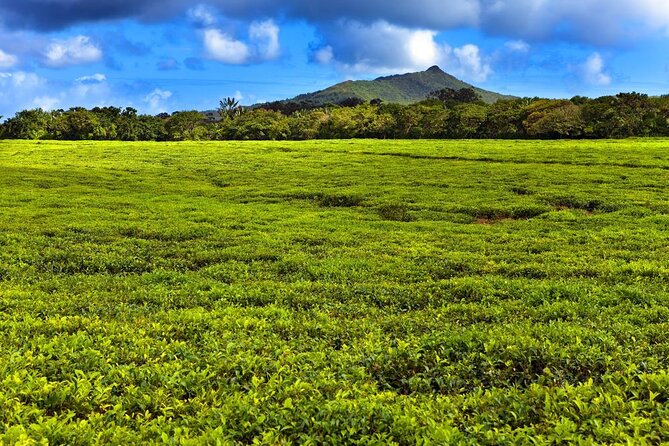 Tea and Culture Route - Who gets the best value from this tour