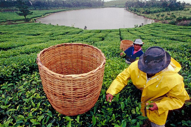 Tea Experience in the Exotic South of Mauritius Private tour. - Key points at a glance