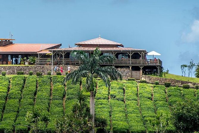 Tea Experience in the Exotic South of Mauritius Private tour. - Bois Cheri turns tea into the main event