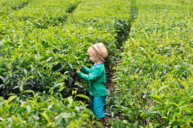 Tea Experience in the Exotic South of Mauritius Private tour. - Floreal adds shopping and factory culture