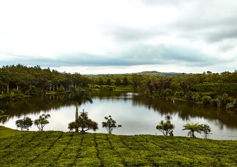 Tea Route: Lake, Forest, Tea Plantation & 3 Course Lunch - Trou aux Cerfs: A Short Look at an Old Volcano