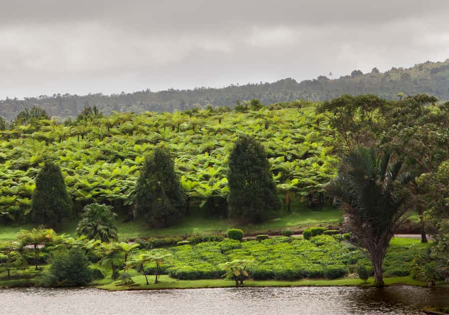 Tea Route: Lake, Forest, Tea Plantation & 3 Course Lunch - Sofie Nature Walk: The Best Break From the Car