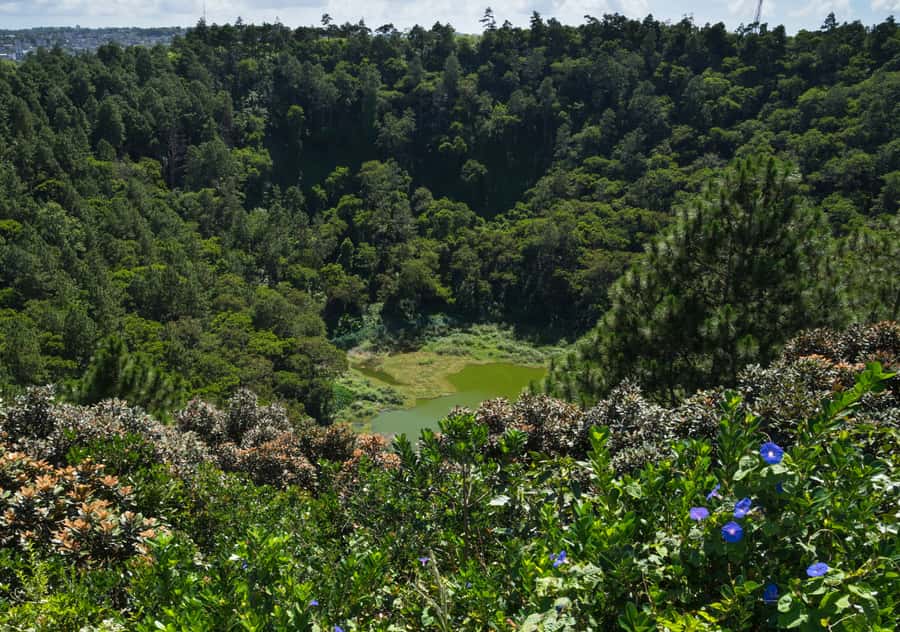 Tea Route: Lake, Forest, Tea Plantation & 3 Course Lunch - Grand Bassin, Where Scenery Meets Faith
