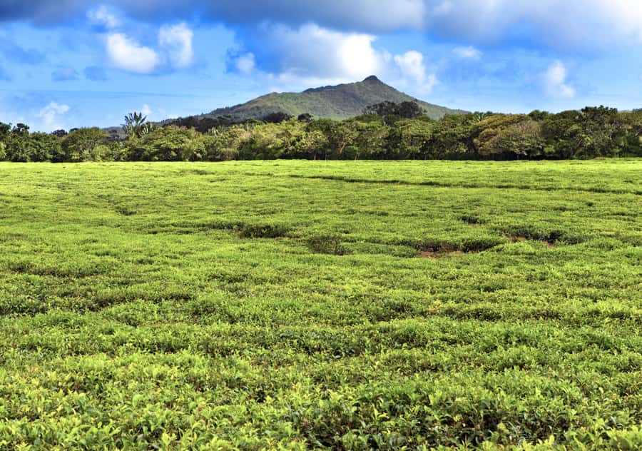Tea Route: Lake, Forest, Tea Plantation & 3 Course Lunch - The Factory Closure Problem