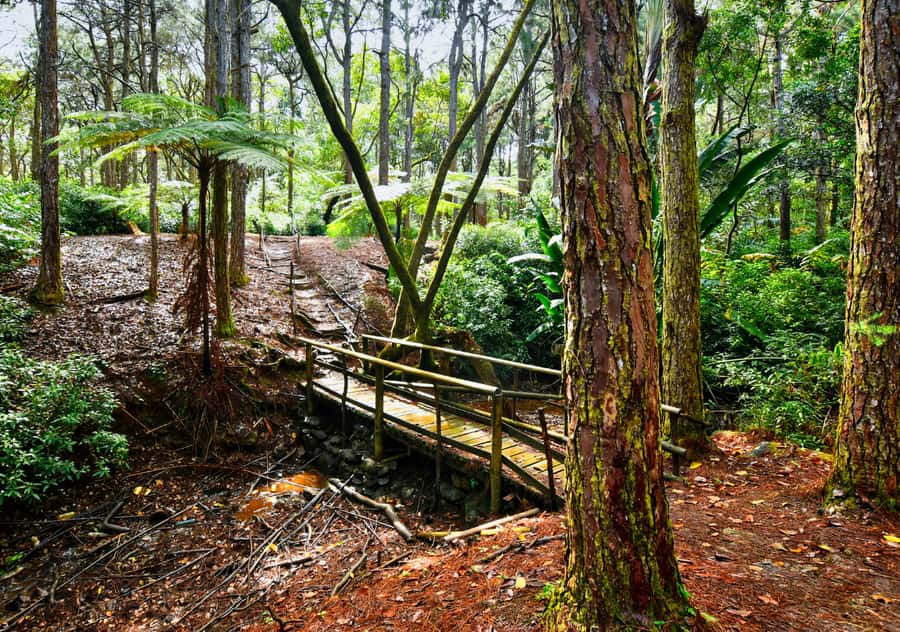 Tea Route: Lake, Forest, Tea Plantation & 3 Course Lunch - Pickup, Languages, and Practical Details