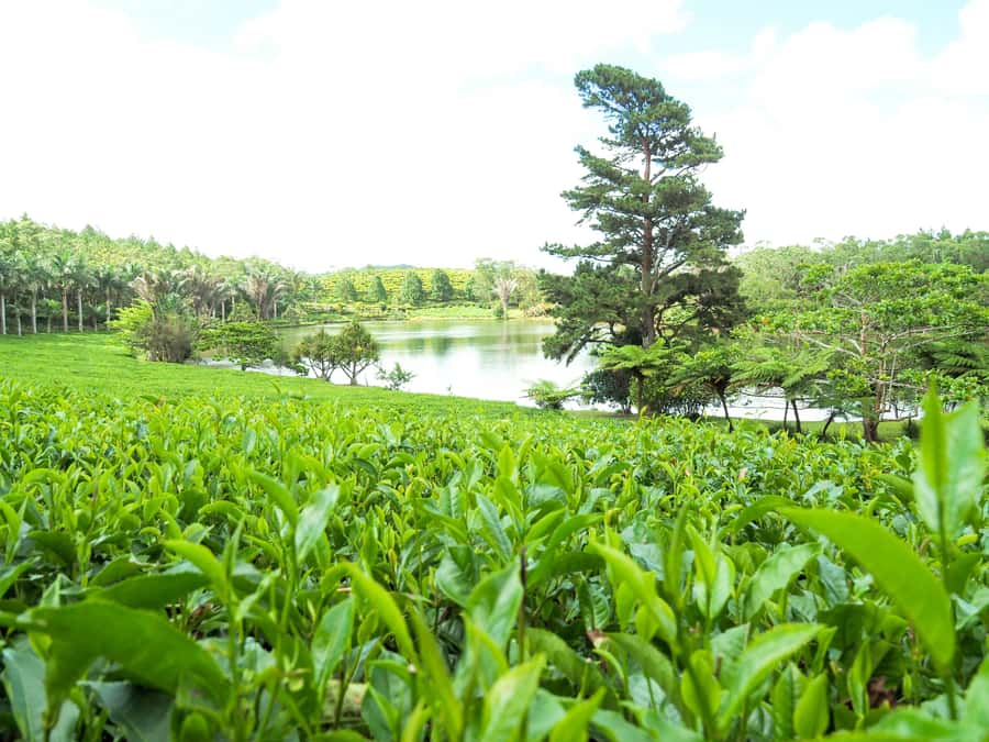 Tea, Rum & Vanilla Route - Seeing Tea Made at Bois Chéri
