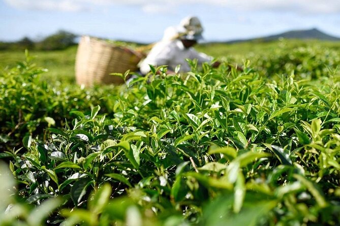The East Discovery Tour: Bois-Cheri Tea Factory, Blue-Bay Marine Park & Lunch - Mahebourg Museum and the story of Grand Port
