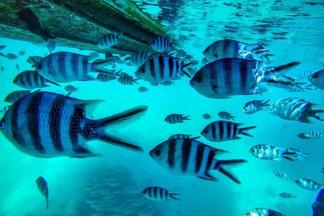 The East Discovery Tour: Bois-Cheri Tea Factory, Blue-Bay Marine Park & Lunch - Blue Bay Marine Park: glass-bottom views and snorkeling