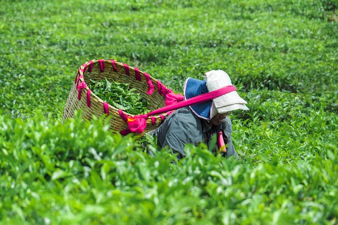 The Tea Story with Lunch - Key points to know before you book