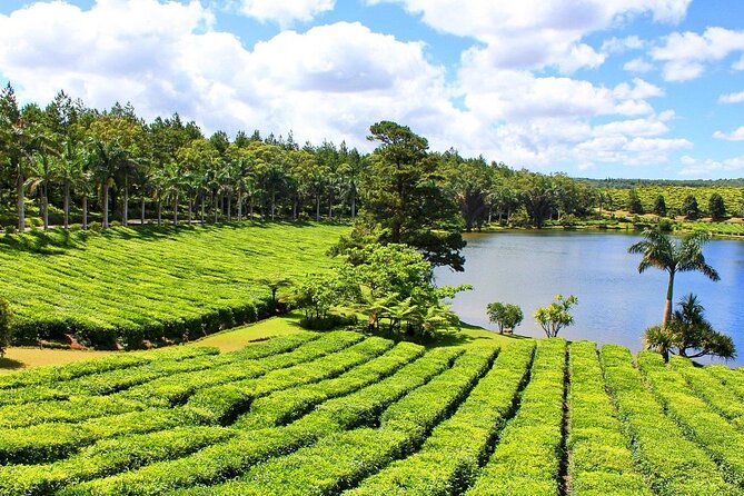The Tea Story with Lunch - Starting with Mauritius tea at Bois Cheri