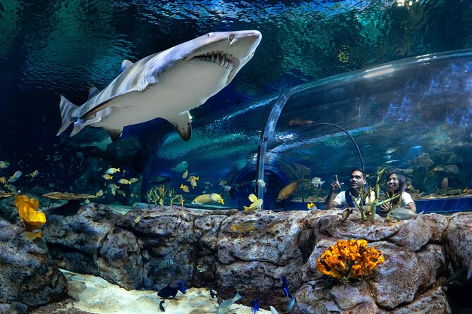 Ticket to the largest Oceanarium of the Mascarene Islands - What you get at Port Louis’s Odysseo Oceanarium