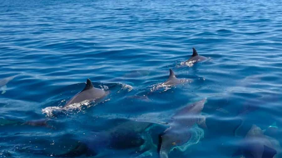 Trou d'Eau Douce: 5 Island Adventure with BBQ & Snorkeling - GRSE Waterfalls add monkeys and a change of scenery
