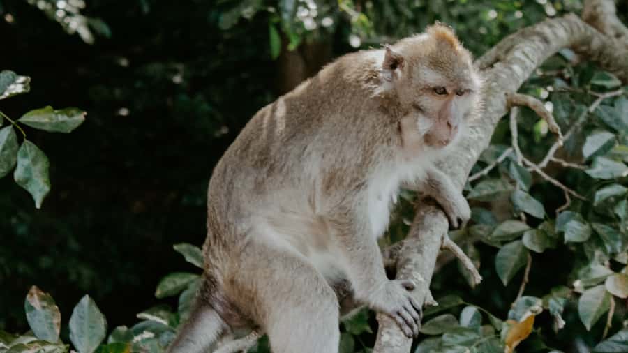 Trou d'Eau Douce: 5 Island Adventure with BBQ & Snorkeling - Fouquets Island and the wildlife search