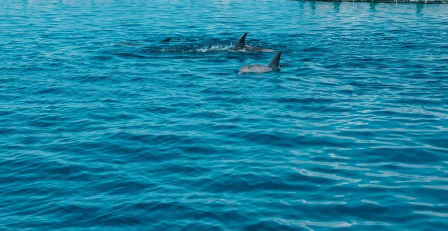 Trou D'Eau Douce: 5 island tour Mauritius with lunch/drinks - The Grand River South East waterfall is a quick scenic stop