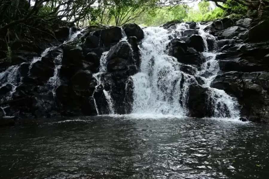 Valle Adventure Park Full Day - Wildlife and native plants along the way