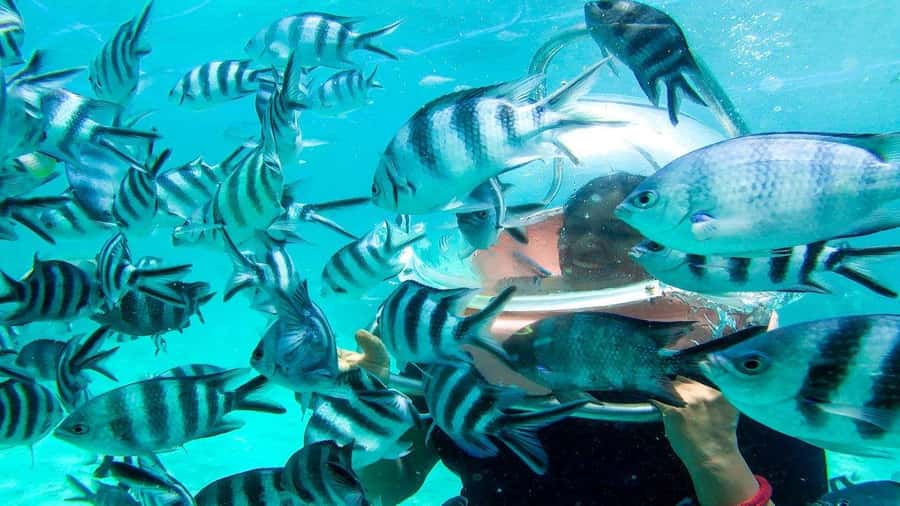 Walking under the sea in Mauritius with transfer - Twenty minutes on the ocean floor