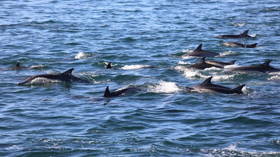 West: Swim wz dolphins, Crystal Rock, Lunch Benitiers island - Arriving at Ile aux Bénitiers