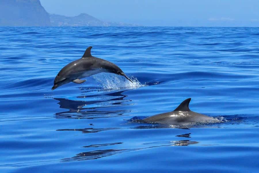 West: Swim wz dolphins, Crystal Rock, Lunch Benitiers island - Looking for dolphins in the Indian Ocean