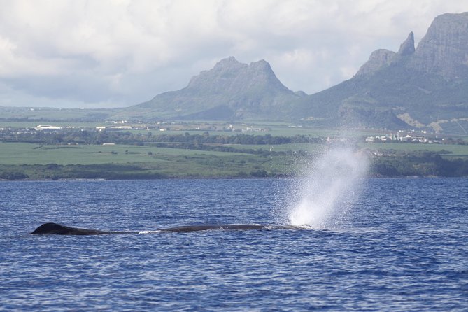 Whale and Dolphin Watching Private Boat Tour from Mauritius - Starting at 7:00 am in Grande Riviere Noire