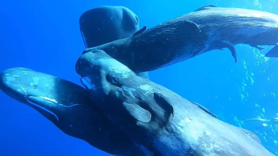 Whale & Dolphins Swimming - Private Speedboat Exclusive Tour - Key points at a glance