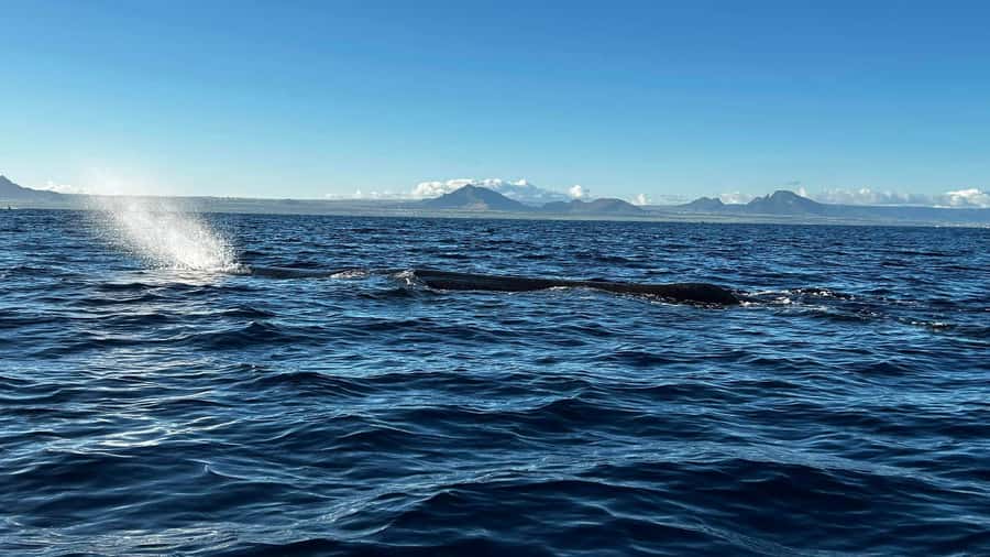 Whale & Dolphins Swimming - Private Speedboat Exclusive Tour - Setting out from Mauritius by private speedboat
