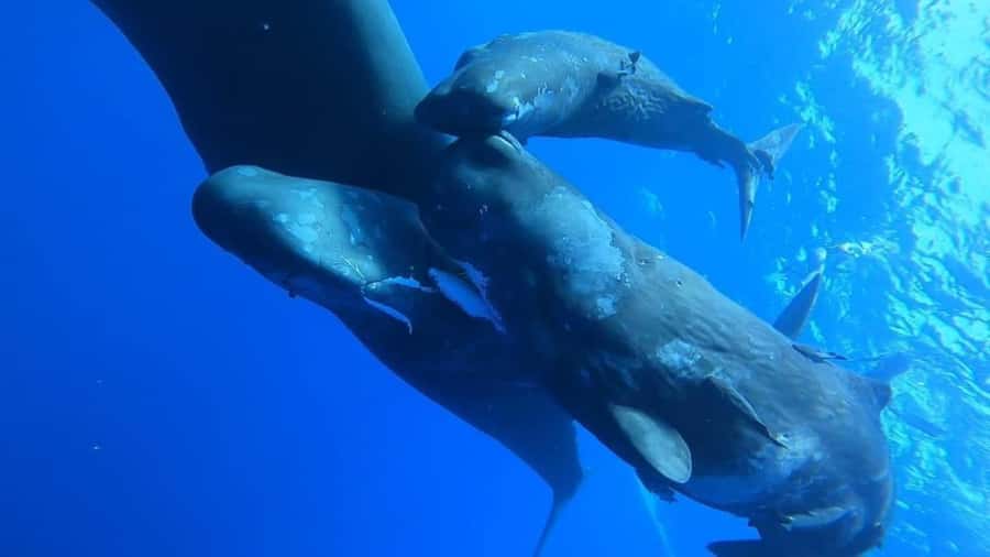 Whale & Dolphins Swimming - Private Speedboat Exclusive Tour - The whale search and the limits of a four-hour trip