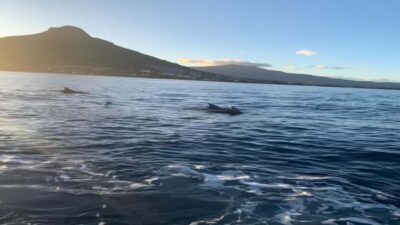Whale & Dolphins Swimming – Private Speedboat Exclusive Tour