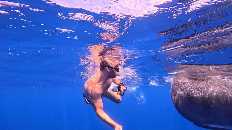 Whale & Dolphins Swimming - Private Speedboat Exclusive Tour - Crew communication and safety on the water
