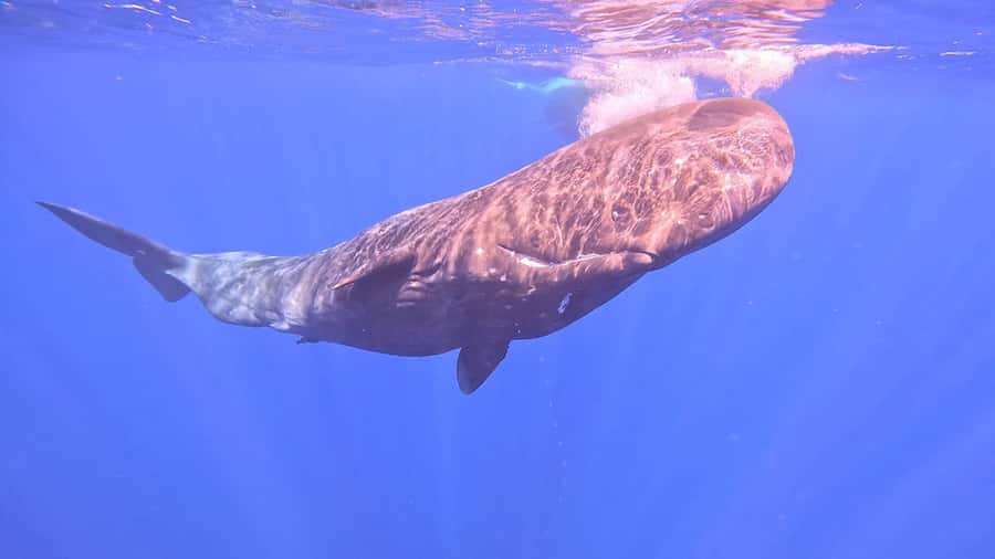 Whale & Dolphins Swimming - Private Speedboat Exclusive Tour - Booking advice for a smoother morning