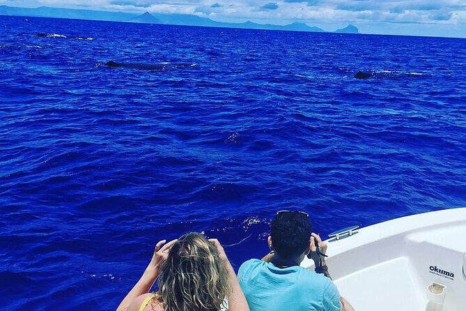 Whale Dream ltd - Whales watching and swim with dolphins - Why the 6am start matters off Mauritius’ west coast