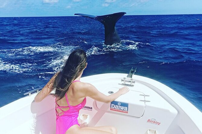 Whale Dream ltd - Whales watching and swim with dolphins - Swimming with dolphins, with limits