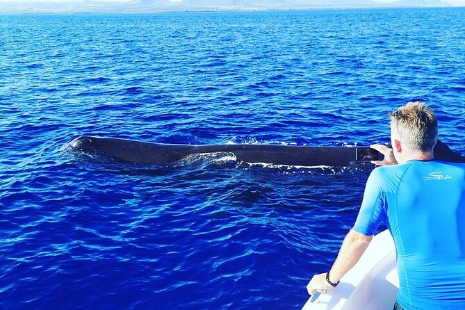 Whale Dream ltd - Whales watching and swim with dolphins - Snorkeling in the lagoon after the search