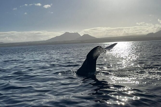 Whale Dream ltd - Whales watching and swim with dolphins - What the private price means for your group