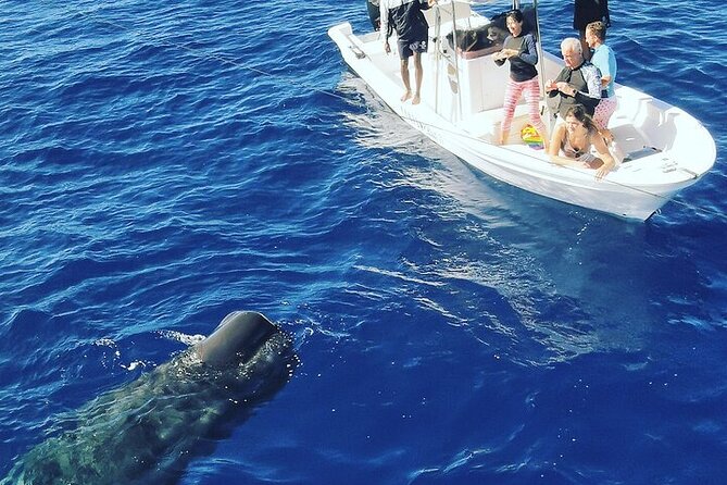 Whale Dream ltd - Whales watching and swim with dolphins - The crew’s approach to safety and wildlife
