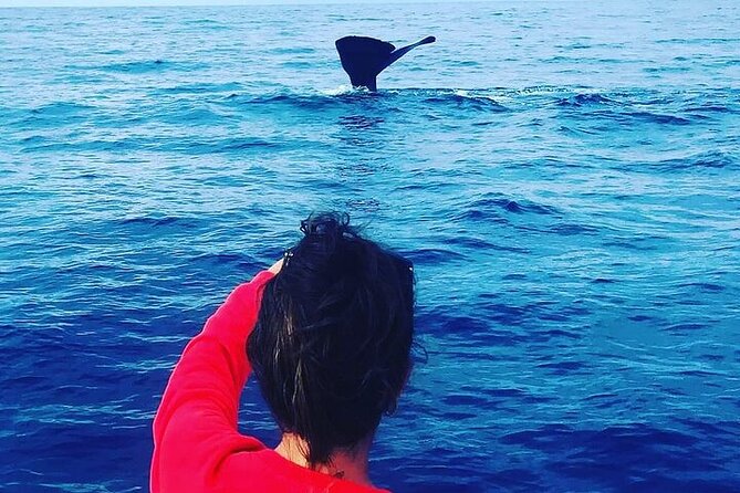 Whale Dream ltd - Whales watching and swim with dolphins - Using a hydrophone to find sperm whales