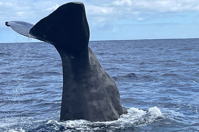 Whale Watching and Private Ocean Safari Experience in Mauritius - Key points to know before booking